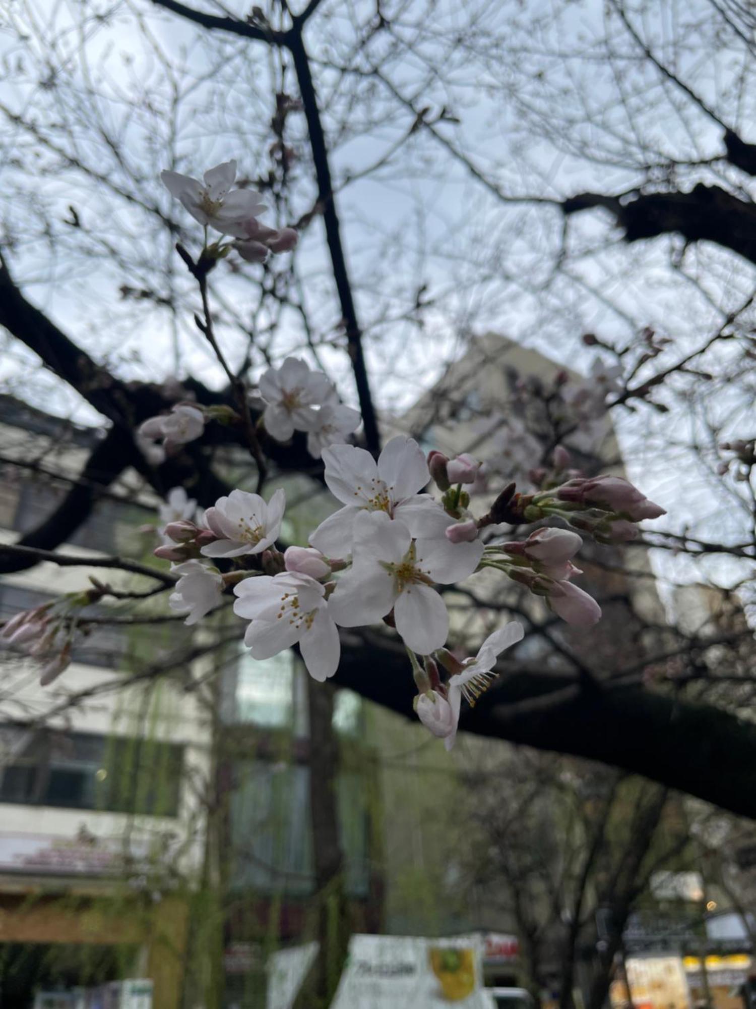 Izutsu Hotel Takasegawa 京都 外观 照片